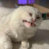 Mini cats 15