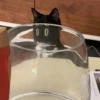 Mini cats 16
