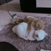 Cat"Mood •|• 16