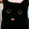 Mini cats 17