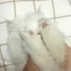 Cat"Mood •|• 20
