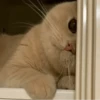 Cat"Mood •|• 21