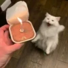 Mini cats 19
