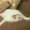 Mini cats 20