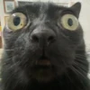 Mini cats 21