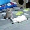 Mini cats 22