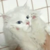 Cat"Mood •|• 22