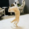 Cat"Mood •|• 23