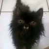 Mini cats 23