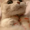 Cat"Mood •|• 25