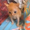 Mini cats 24