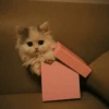 Cat"Mood •|• 26