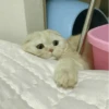 Cat"Mood •|• 27