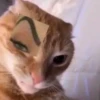 Mini cats 26