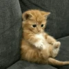 Cat"Mood •|• 28