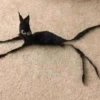 Mini cats 27