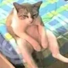 Mini cats 28