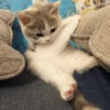 Cat"Mood •|• 29