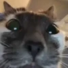 Mini cats 30
