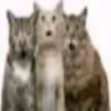 miau 5