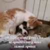 люб♡вь от @kittysscryng :: 6