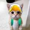 Котёнок с рисунками 5