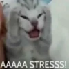 miau 6