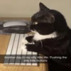miau 7