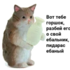 MEM 7
