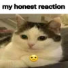 My honest reaction (by ) 8
