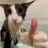 miau 8