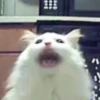 miau 9