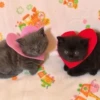 люб♡вь от @kittysscryng :: 12