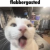 miau 10