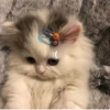 Meow :: 11