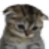 miau 12