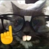 miau 13