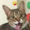 miau 15