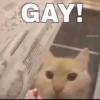 miau 16