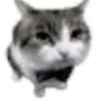 miau 17