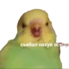 MEM 18