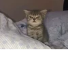 Мемные котики 5