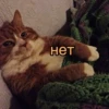 Лень писать (@textholder x ) 12