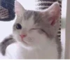 Мемные котики 6