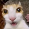 miau 19