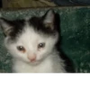 Мемные котики 7