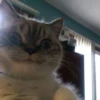 Мемные котики 8