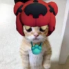 Котёнок с рисунками 12