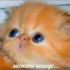 Mem :: 21
