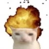 miau 20